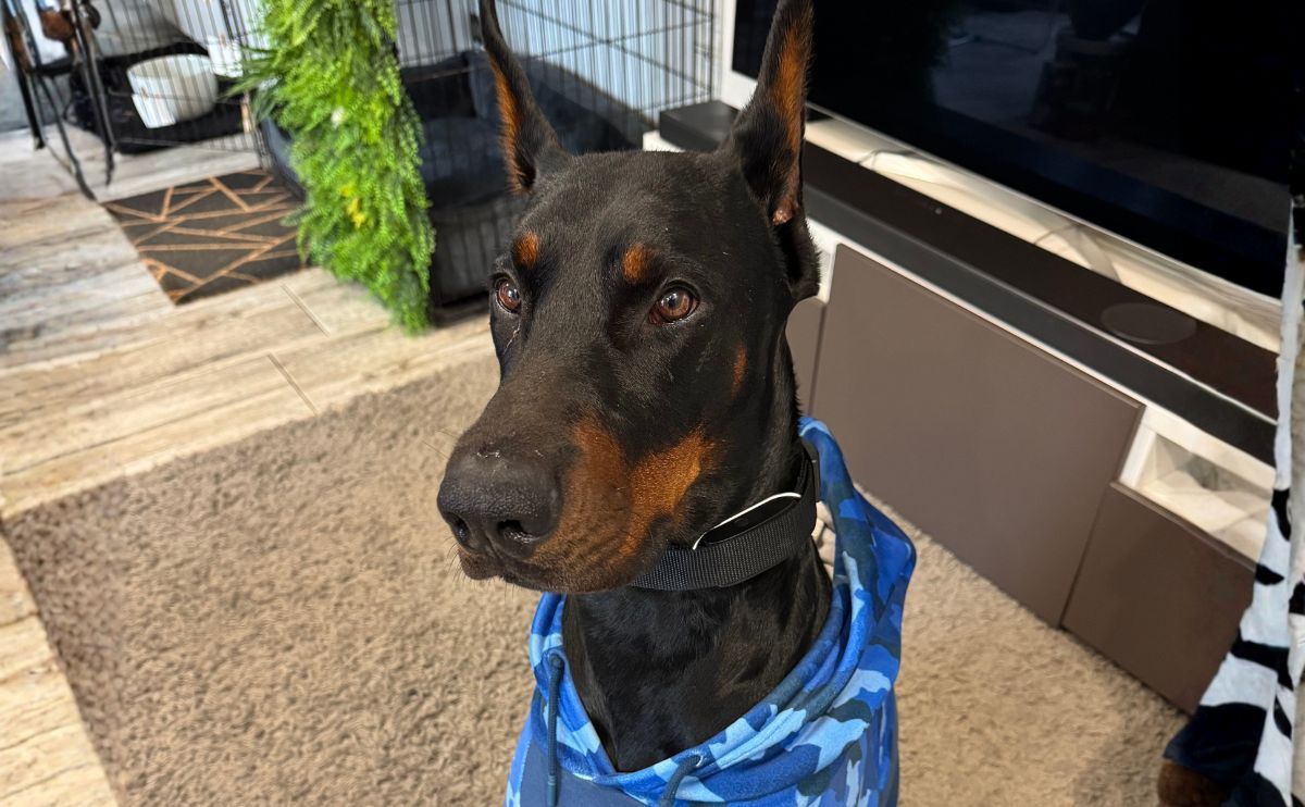 Doberman equipado con un Biolocalizador Invoxia para medir su frecuencia cardíaca