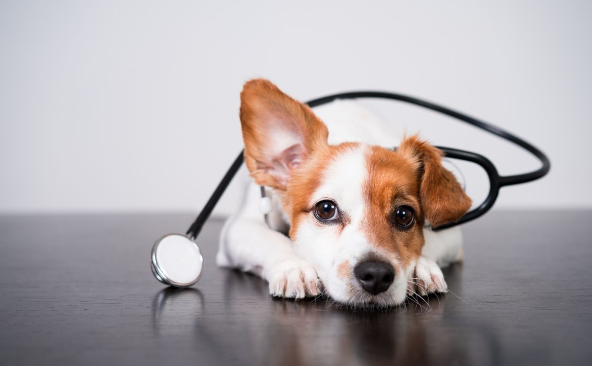 Frecuencia cardíaca normal en perros según la raza: la guía completa