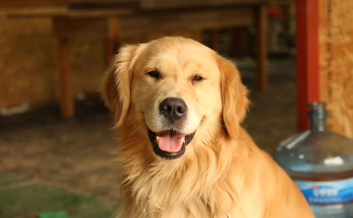 Chien obèse : attention à votre Golden Retriever ! 