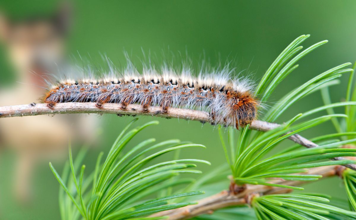 Chenilles processionnaires : un danger grave pour les chiens au printemps