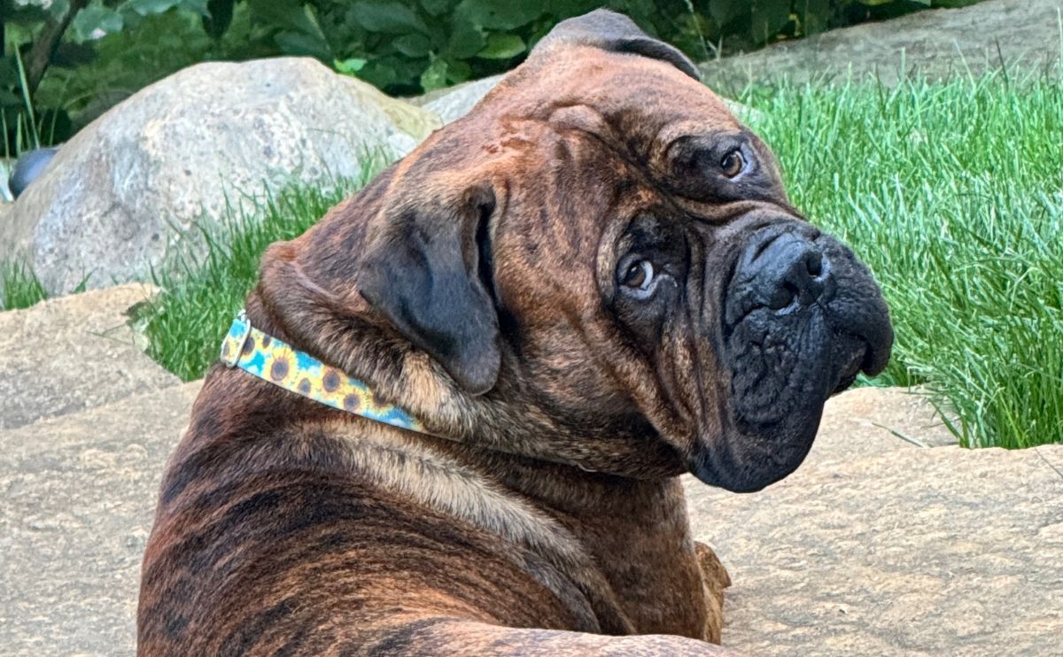 Postoperative Monitoring of the Dog: Bluemastiff Equipped with the Invoxia Biotracker