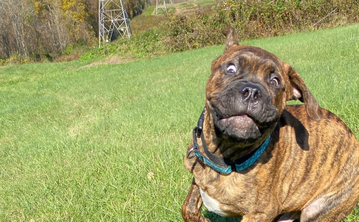 Takoda Bluemastiff