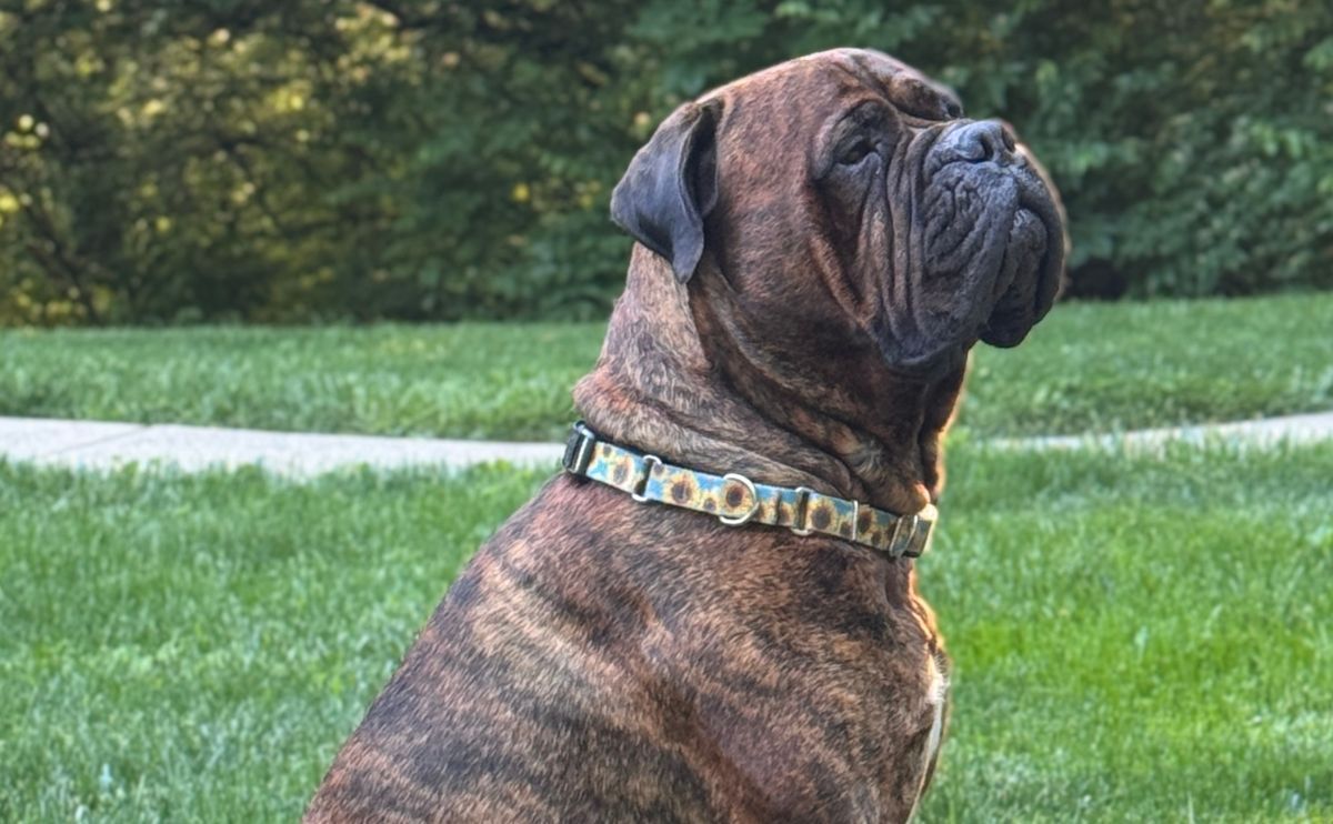 Postoperative Monitoring of the Dog: How the Biotracker Supported Takoda&rsquo;s Recovery