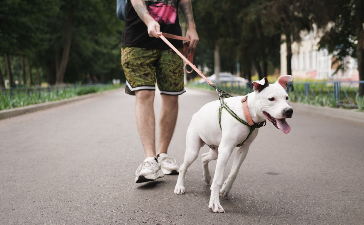 Chien réactif : comment détecter et interpréter les signaux de stress visibles et invisibles ?