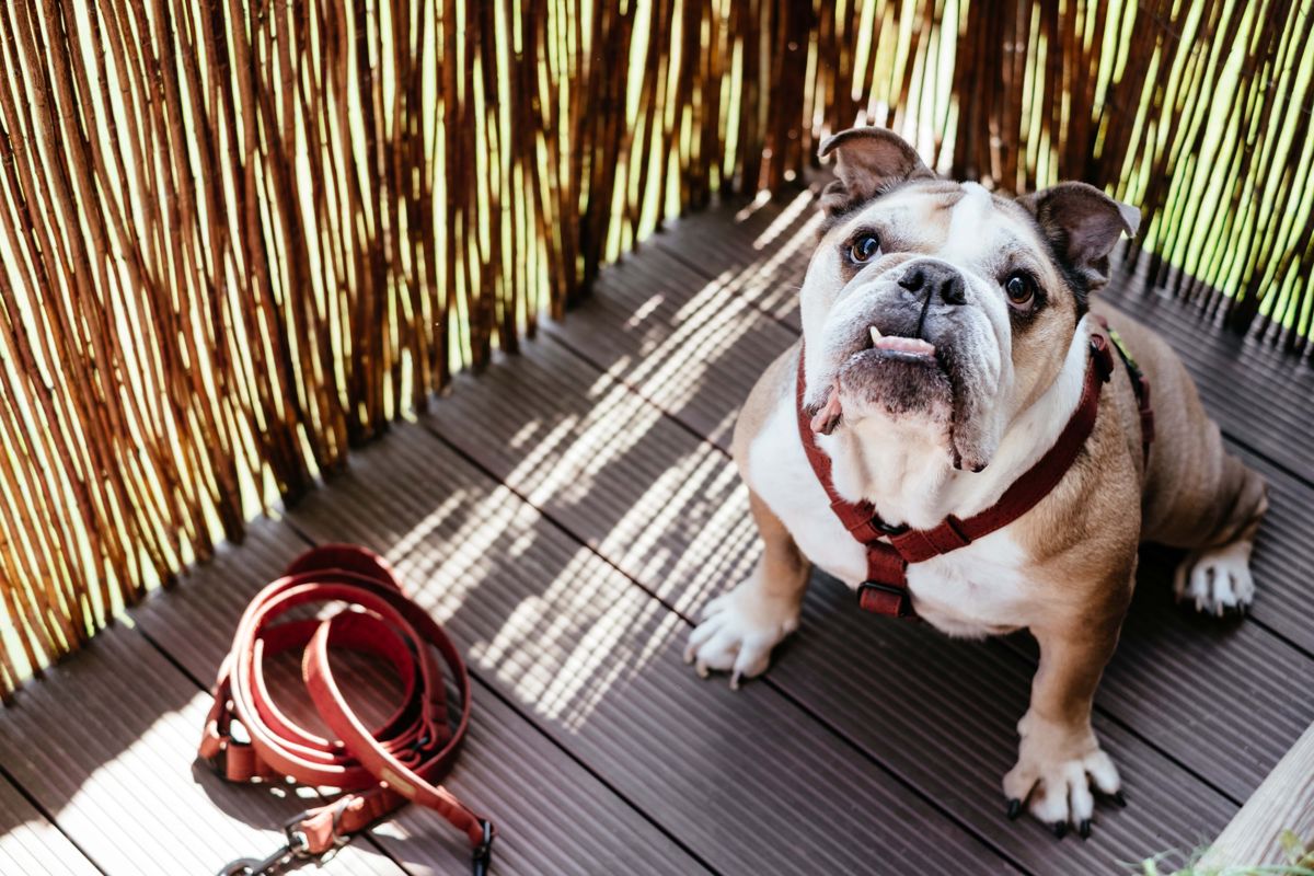 un bulldog