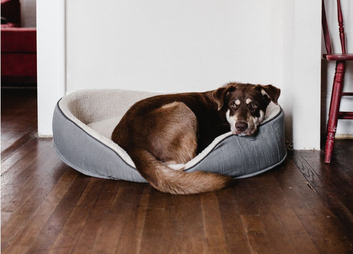 un perro en la cama