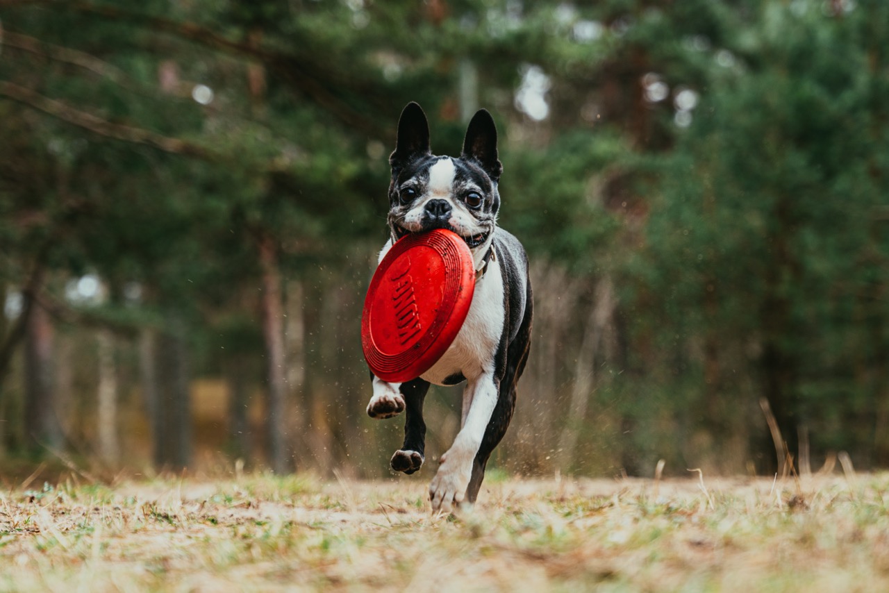 a boston terrier