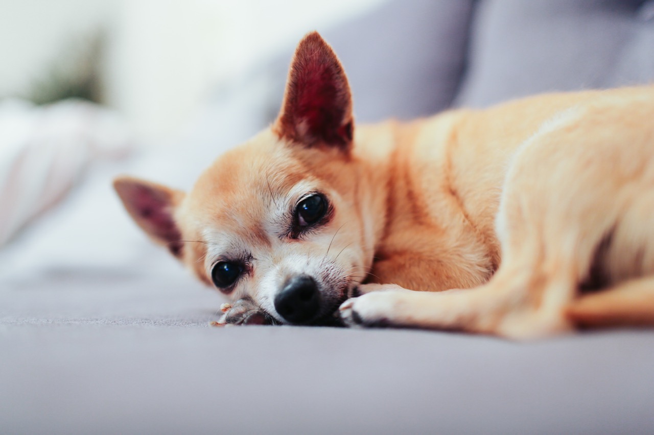 a chihuahua