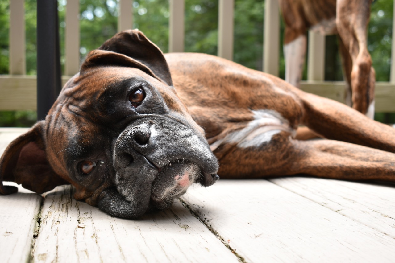 ein Boxer