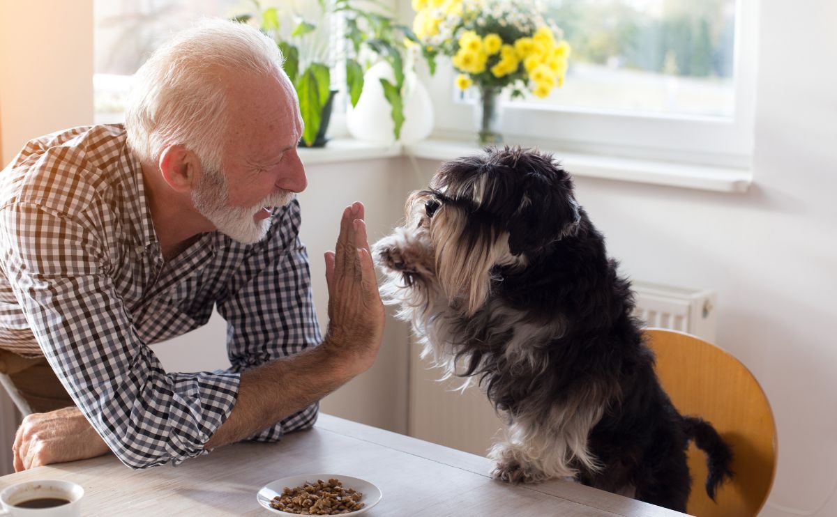 Senior Cardiac Dog: How to Adapt Its Lifestyle?