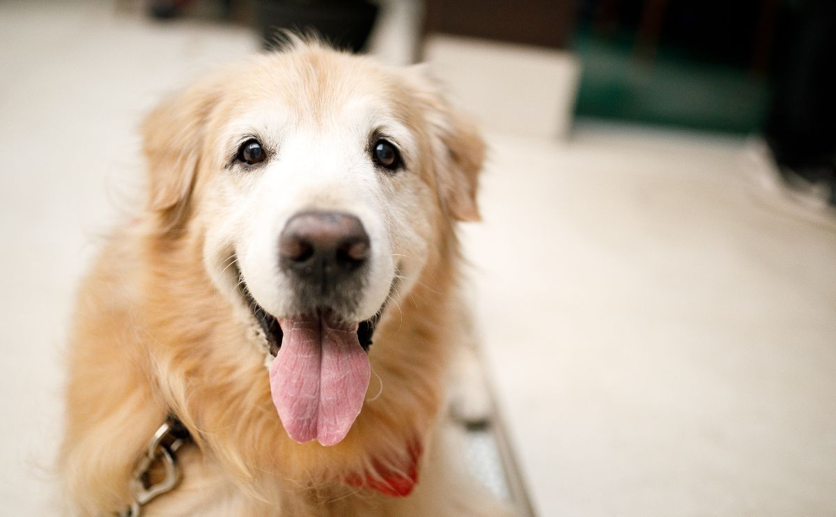 Senior Cardiac Dog: How to Effectively Monitor Its Heart