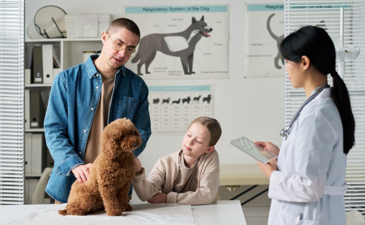 Chien qui tremble : quand consulter le vétérinaire ?