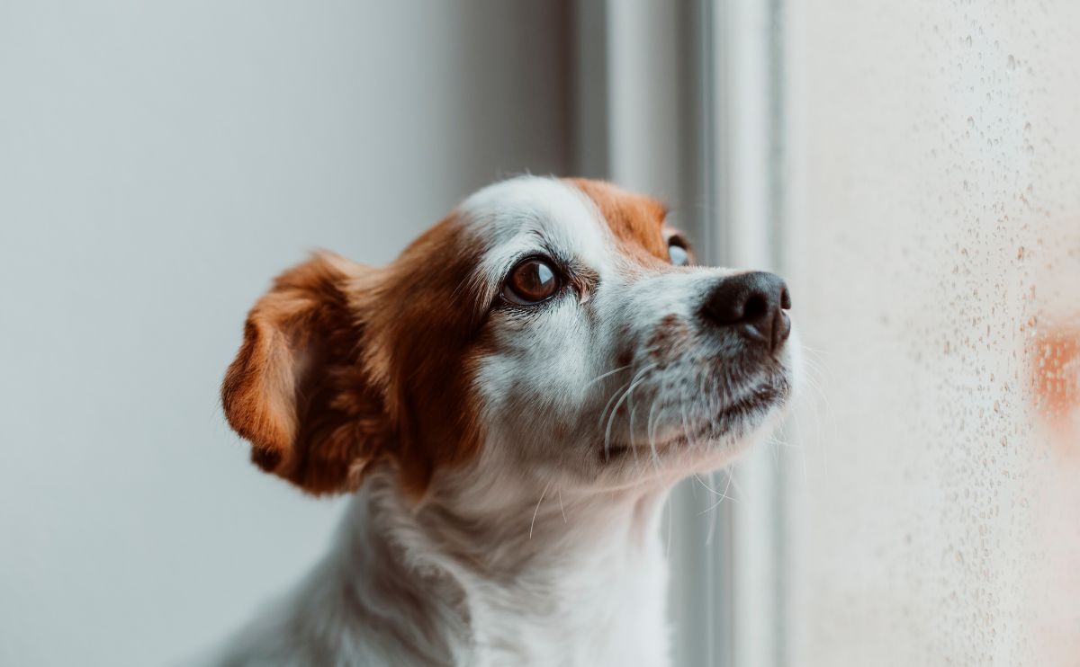 shaking-dog-signs-causes-and-when-to-consult