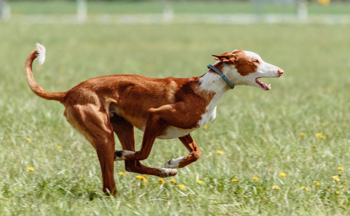 Podenco Ibicenco: los perros de caza españoles