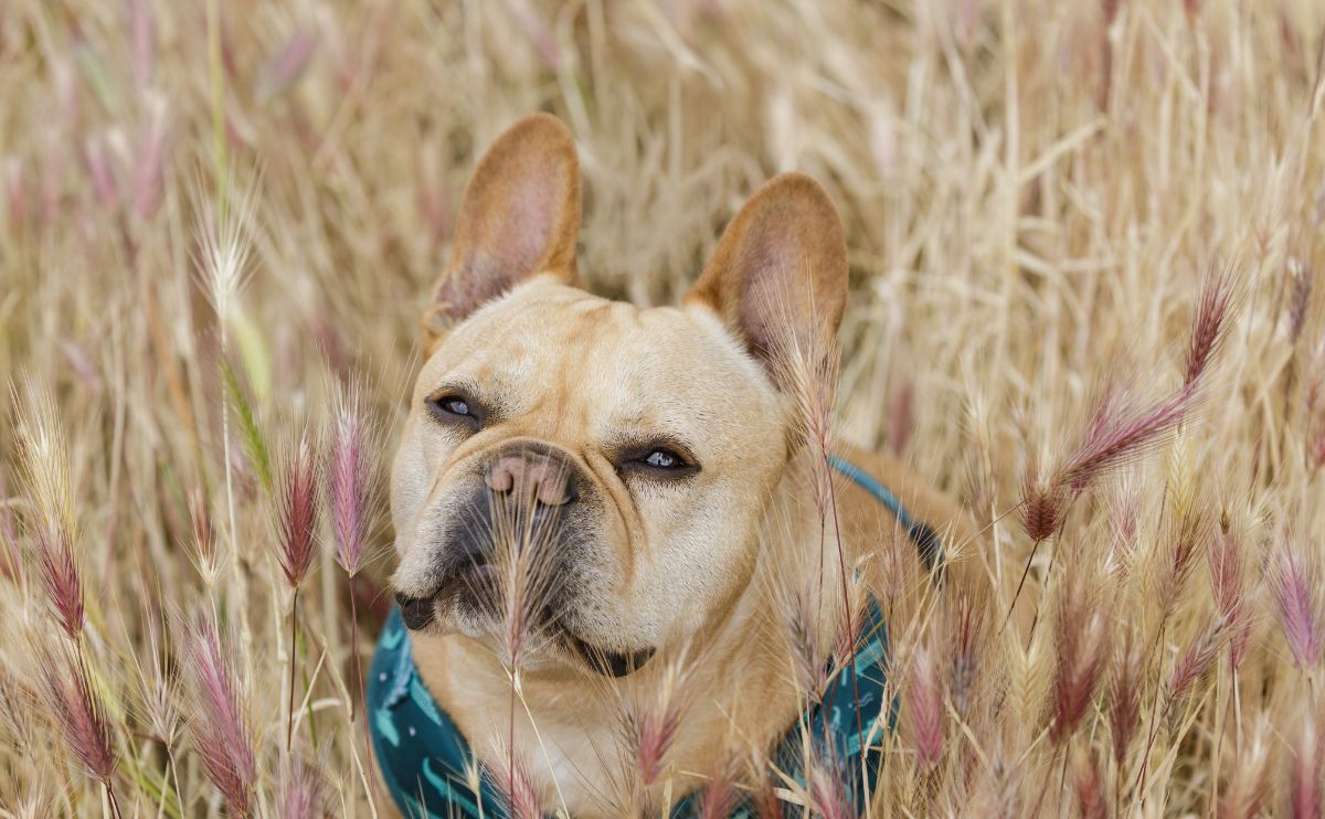 Espigas en perros