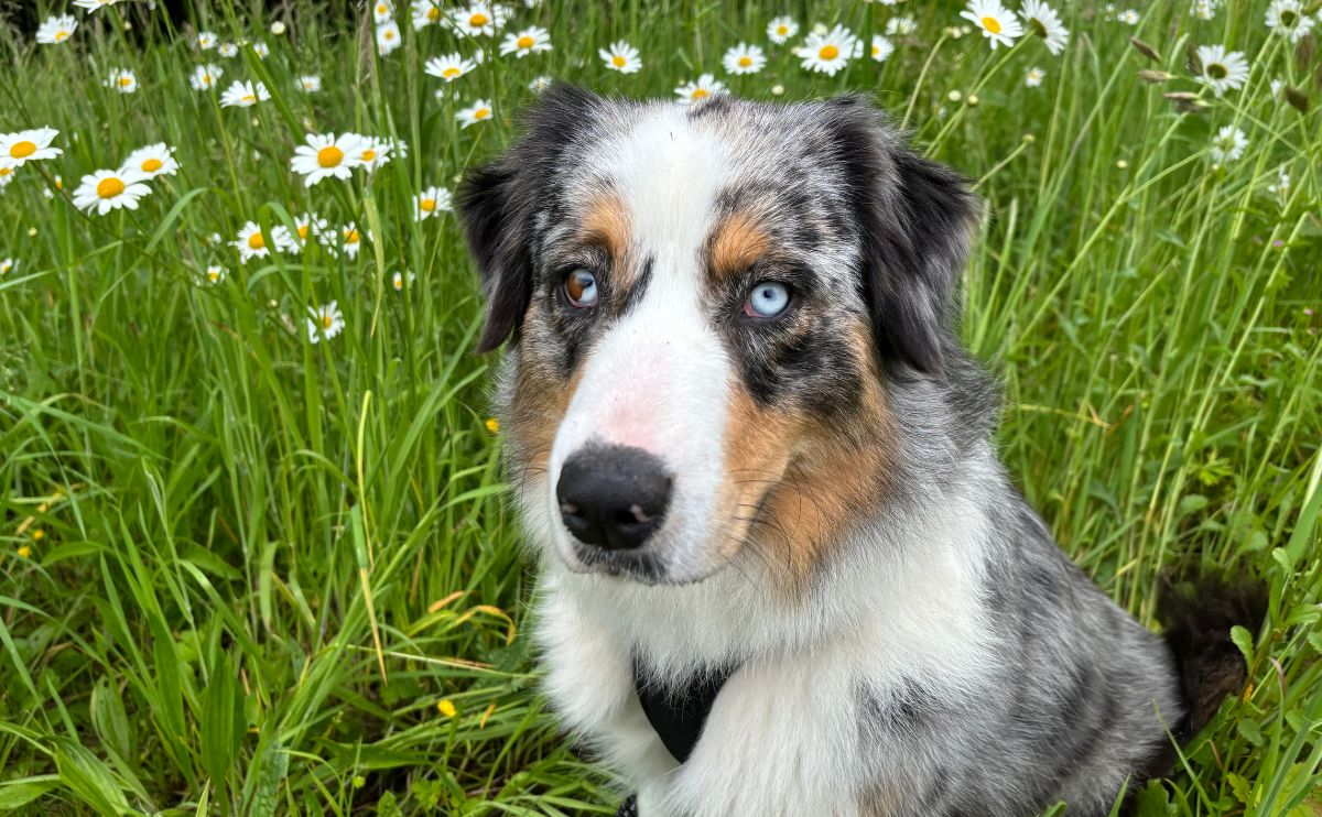 Spring and pets: how the Invoxia Biotracker helps prevent spring dangers