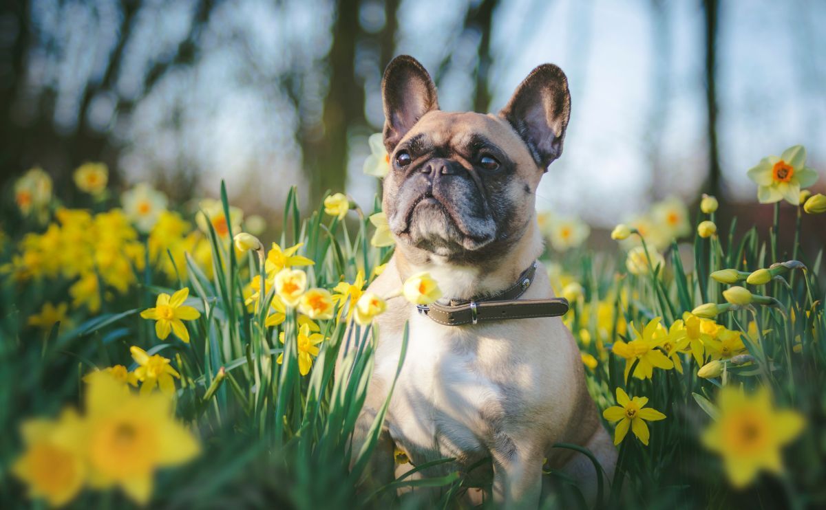 Spring and animals: dangers, prevention and advice to protect your dog