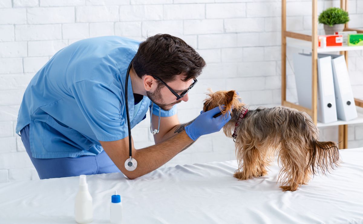 Which symptoms should prompt a vet visit?