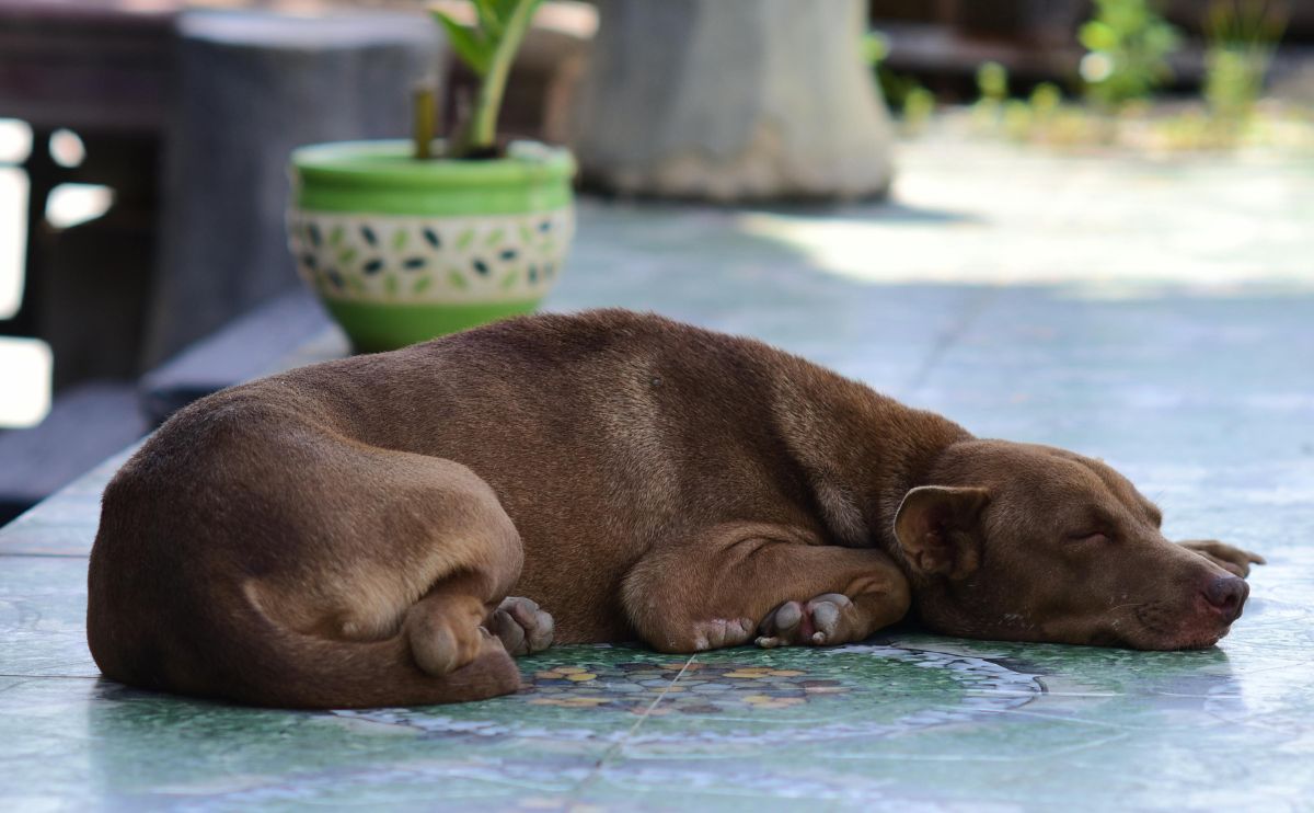 Symptoms in dogs that should raise concern