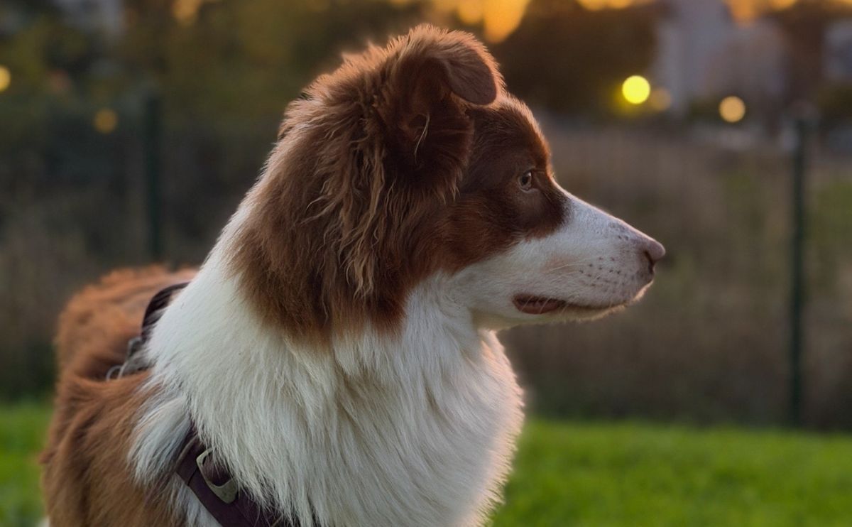 Biotracker-Erfahrungsbericht: Wie das Tracking von Pixel uns geholfen hat, ruhiger zu leben