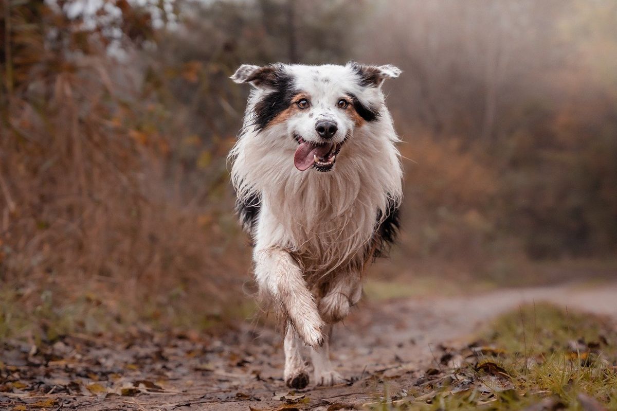 border_collie_running_in_mud