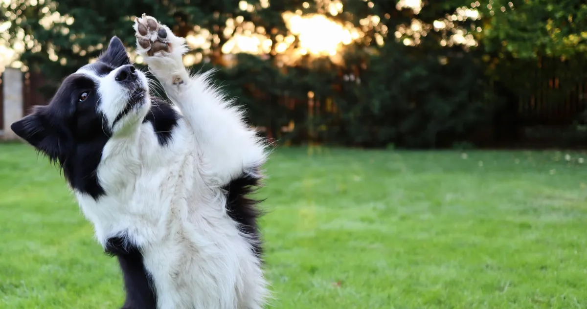 australian sheppard playing