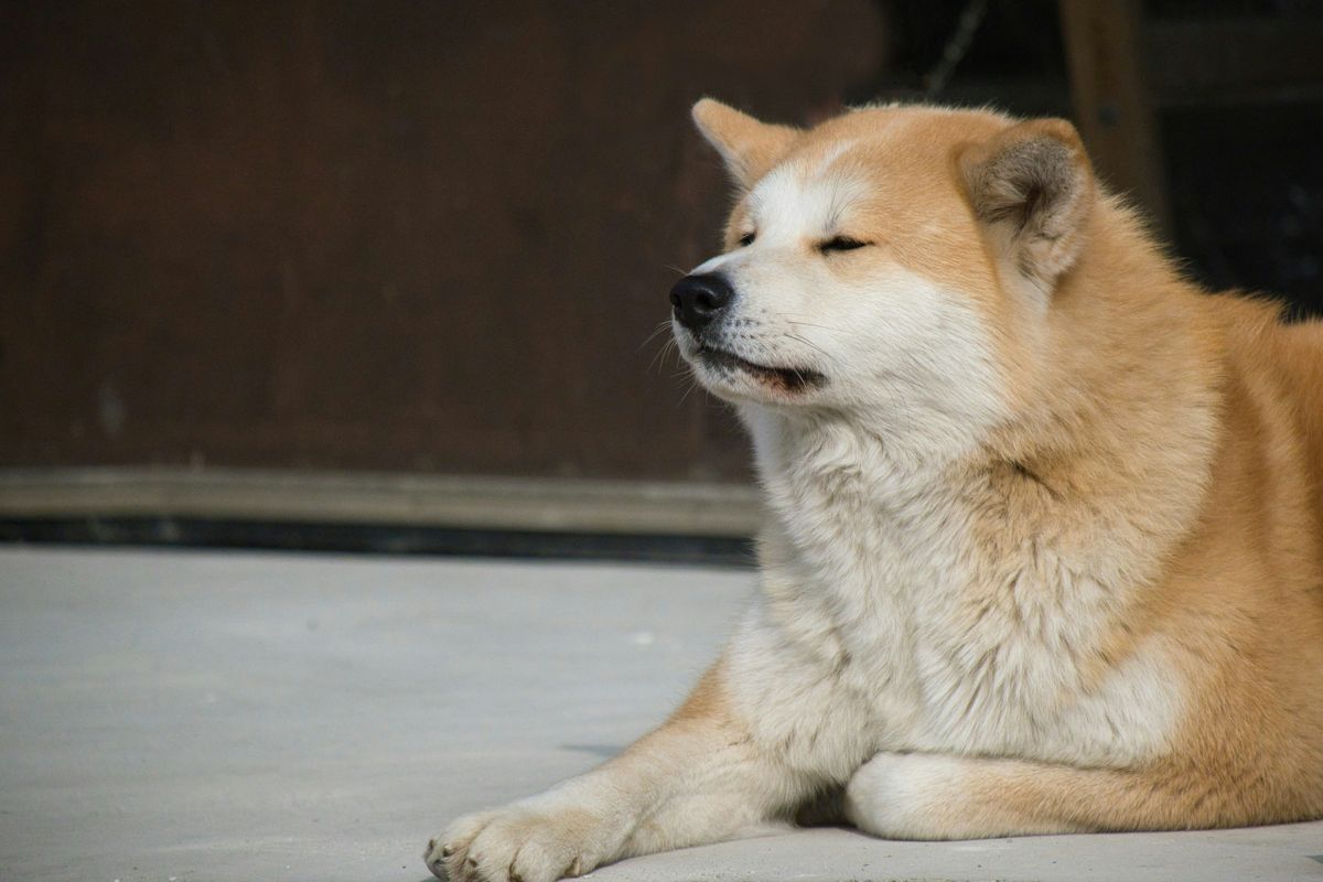 Top 10 Big Dogs: Discover the Akita Inu