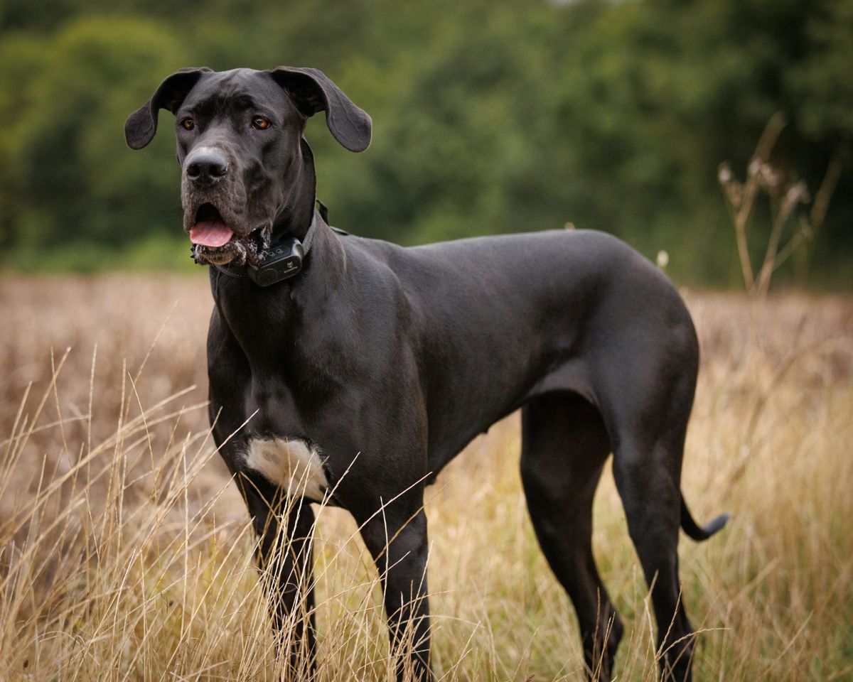 The Great Dane, the Largest Dog in the World