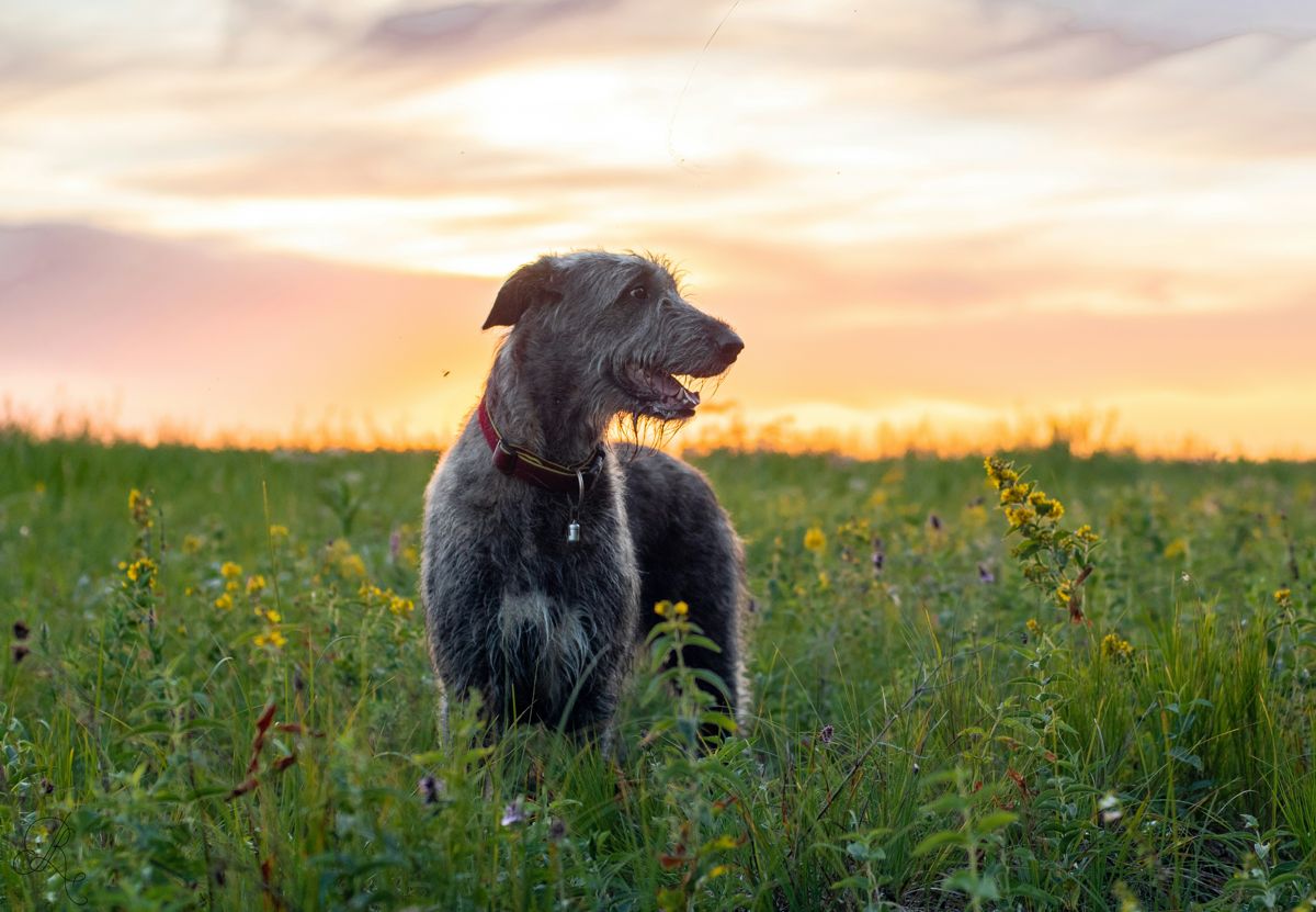 Big Dog: How to Ensure Their Happiness?