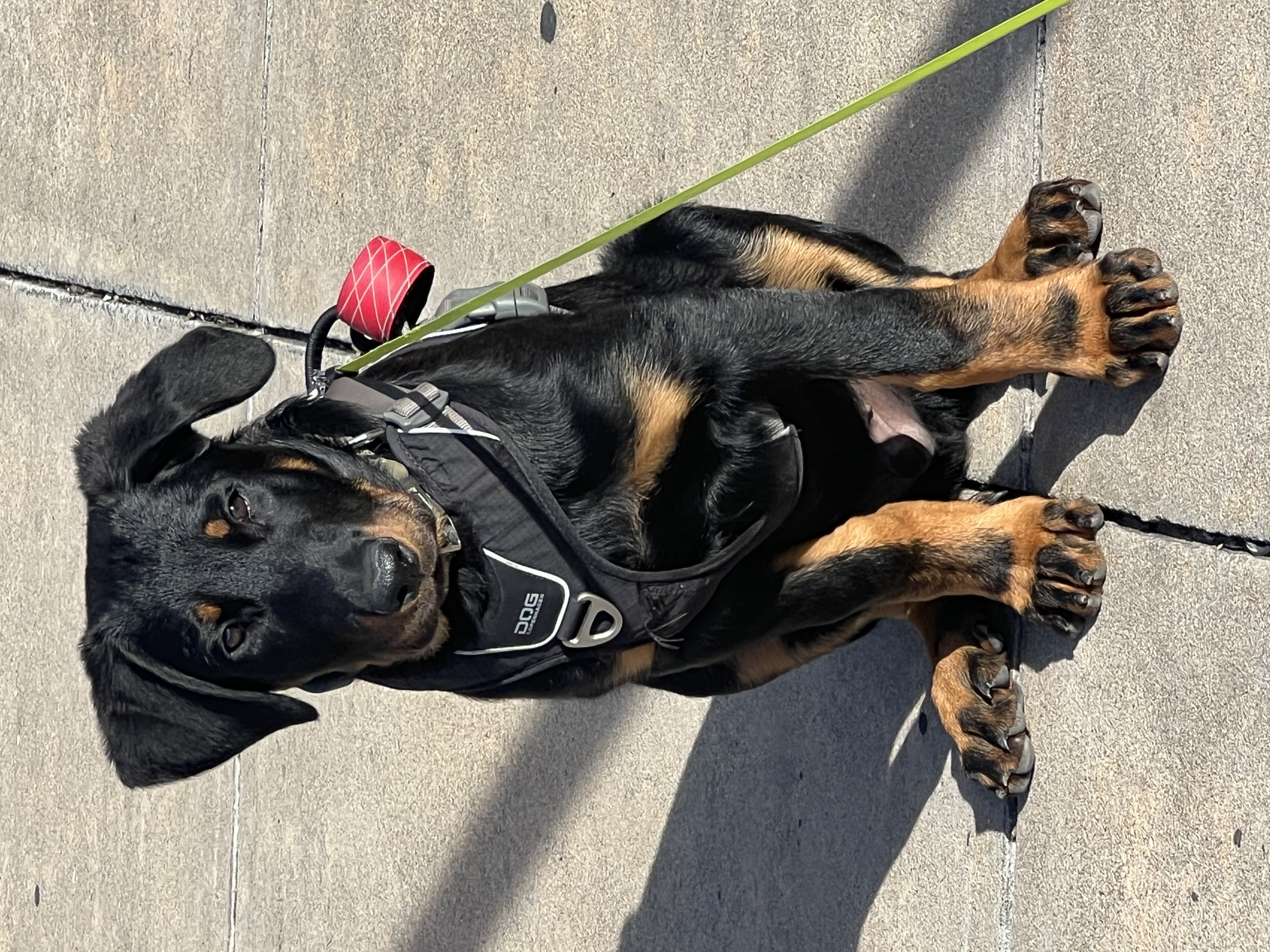 Shepherd Dog: The Beauceron is a French breed that requires an experienced owner