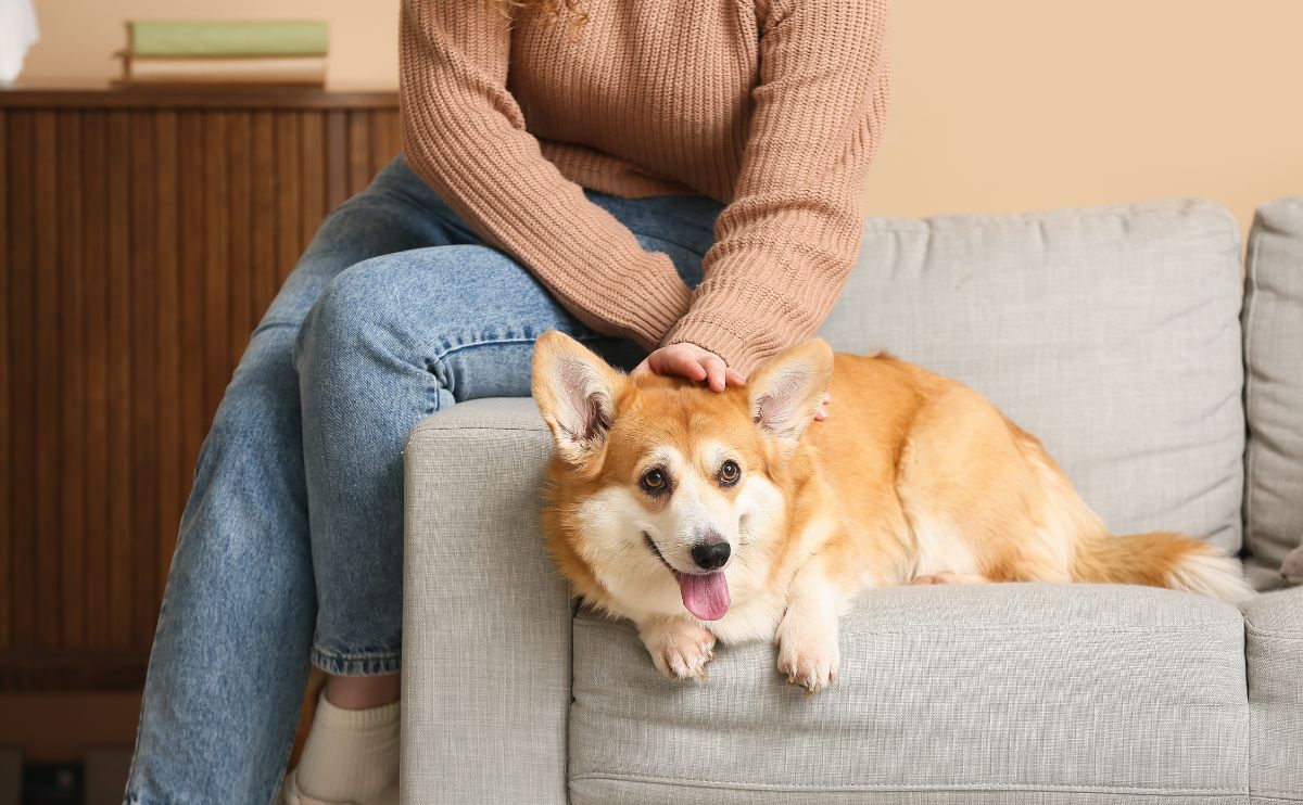 Toxic Plant for Dogs: List of Common Plants, Dangers, and What to Do in Case of Poisoning