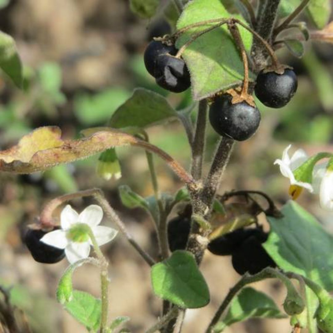 toxic plant dog black nightshade
