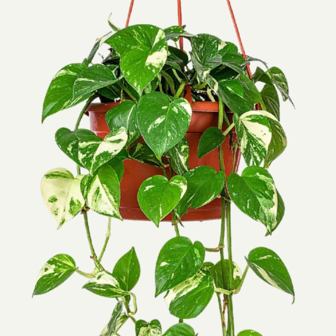 toxic plant dog pothos
