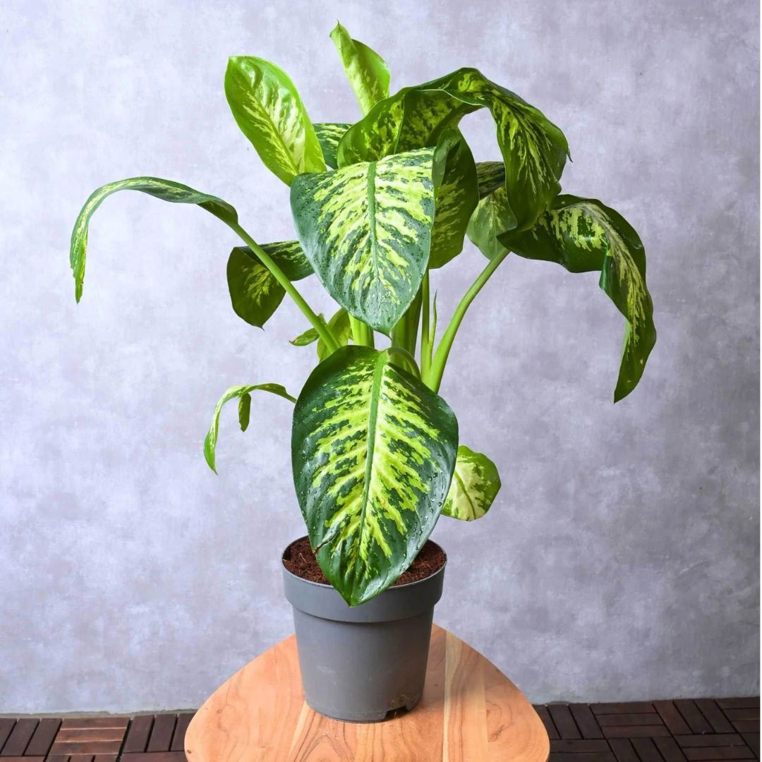 toxic plant dog dieffenbachia