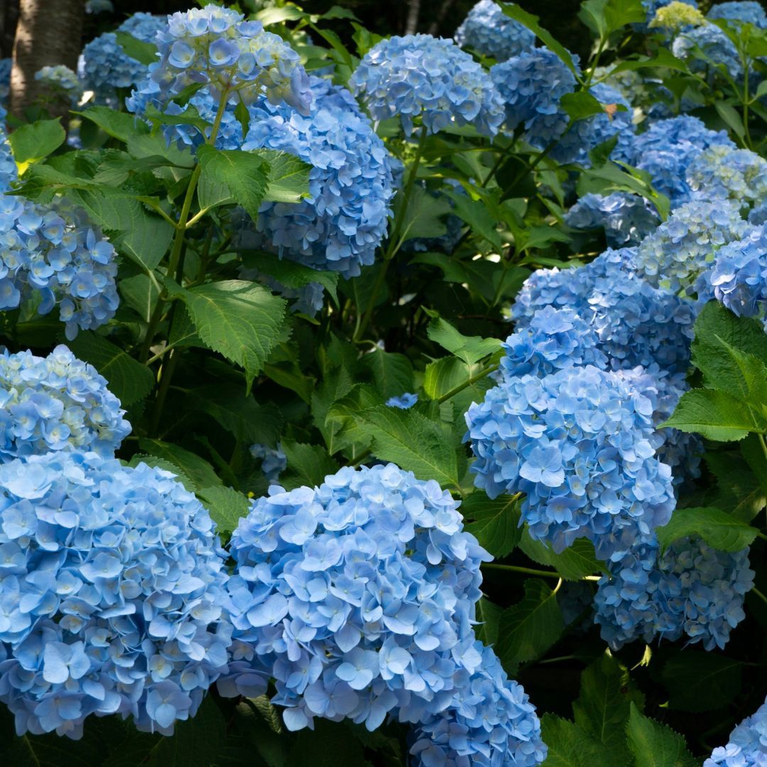 toxic plant dog hydrangea