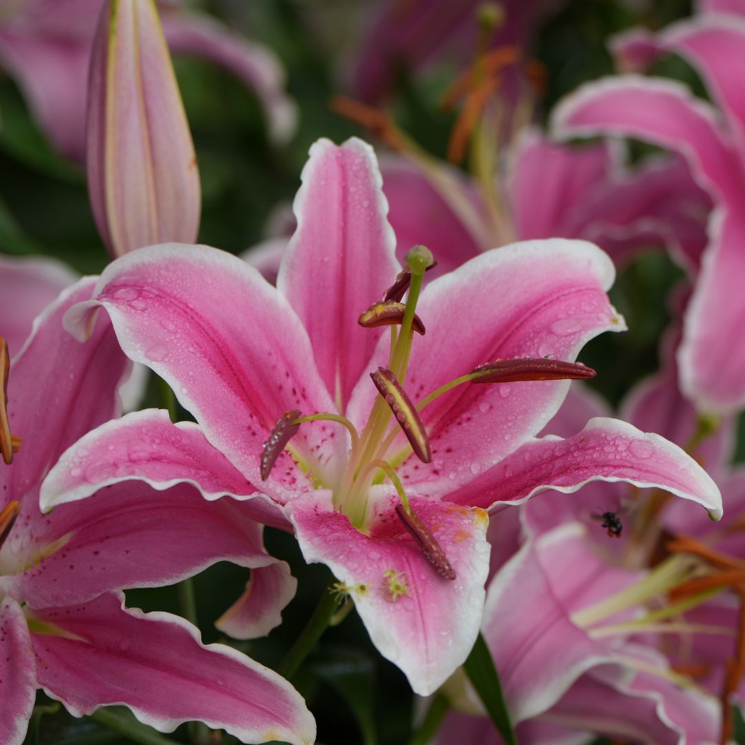 toxic plant dog lily