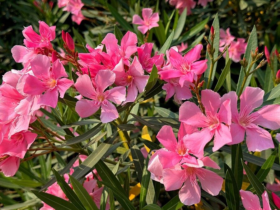 Toxic plants for dogs: beware of plants in your garden!