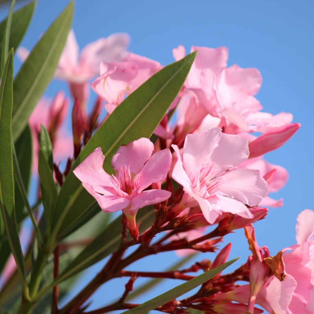 toxic plant dog oleander