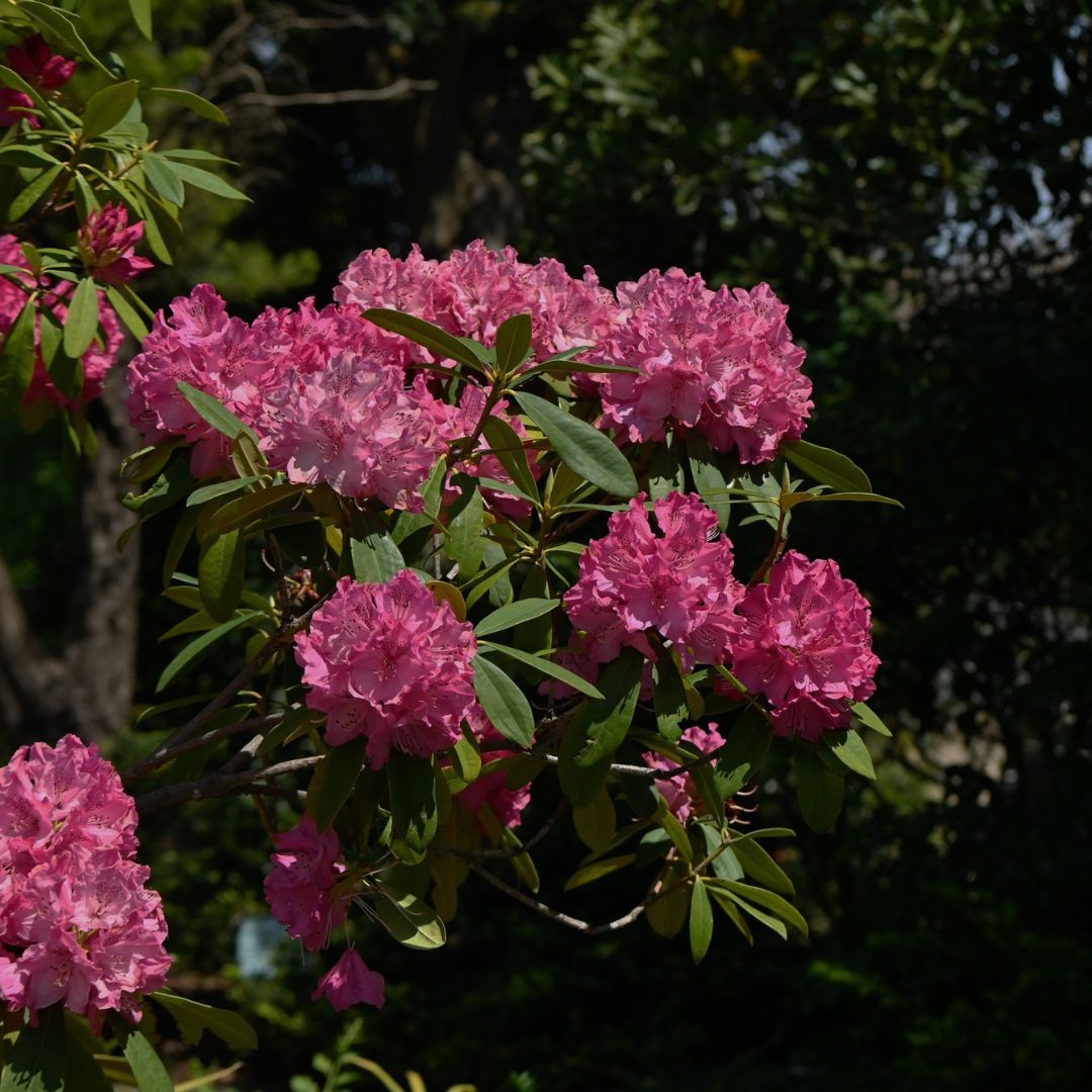 toxic plant dog rhododendron