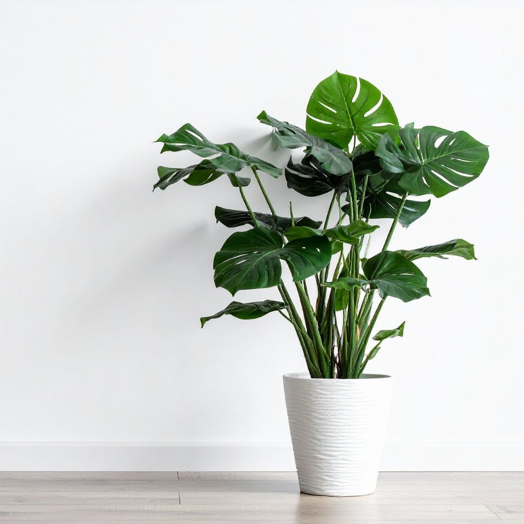 toxic plant dog monstera