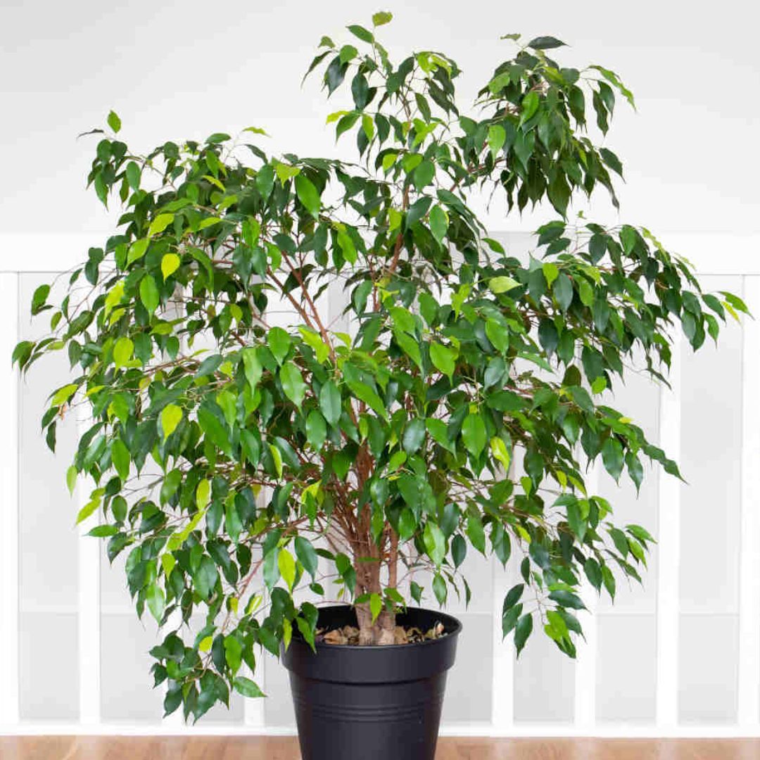 toxic plant dog ficus