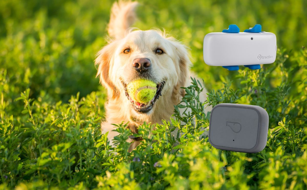Tractive rachète Whistle : ce que ça change pour ton chien (et pourquoi le Biotracker reste unique)
