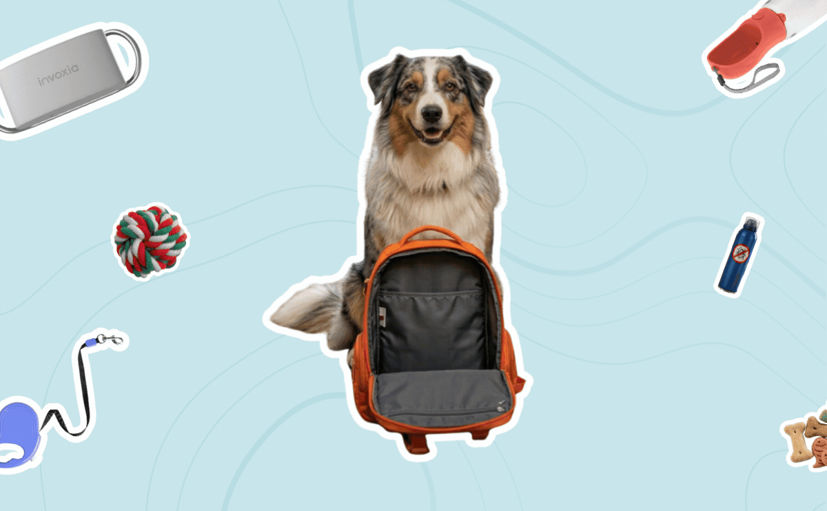 Checklist para viajar con perro: lo que debes revisar antes de salir de vacaciones