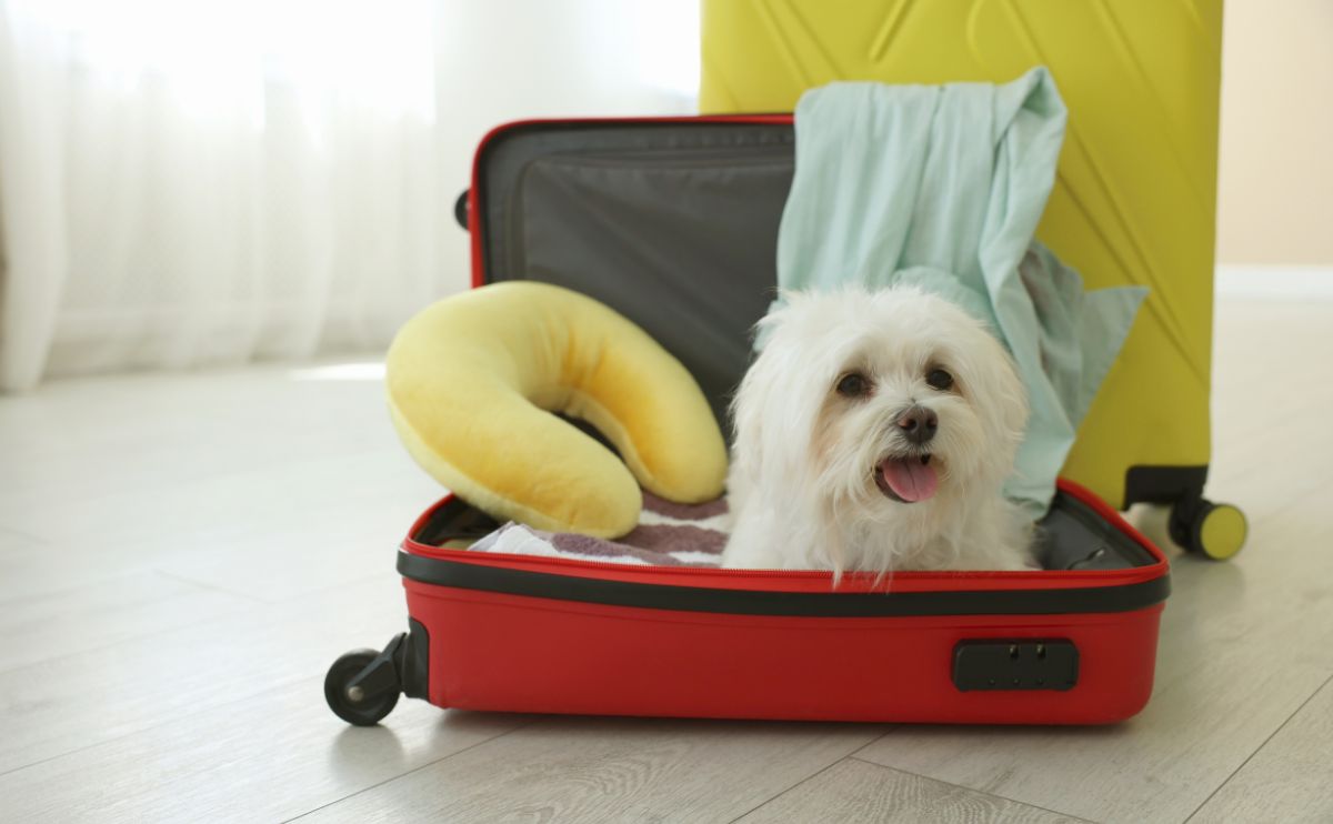 Checklist para viajar con perro: qué meter en la maleta