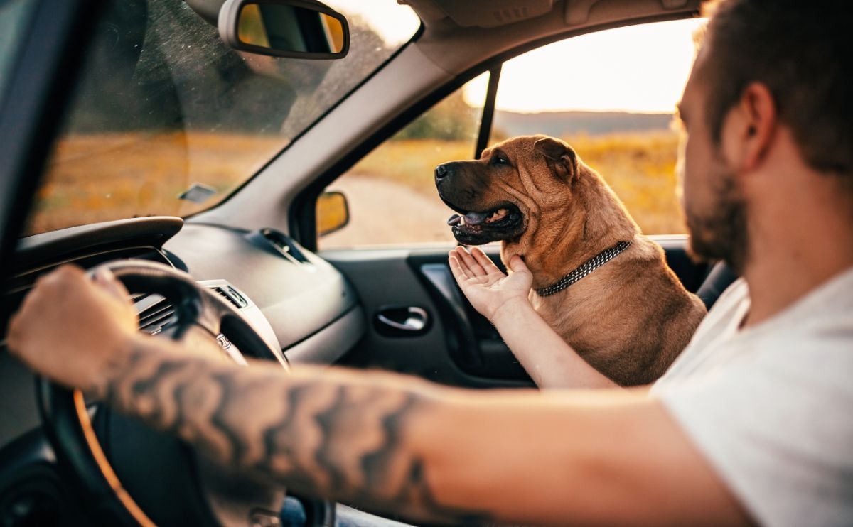 Dog Transport in the Car: What Are the Safety Rules?