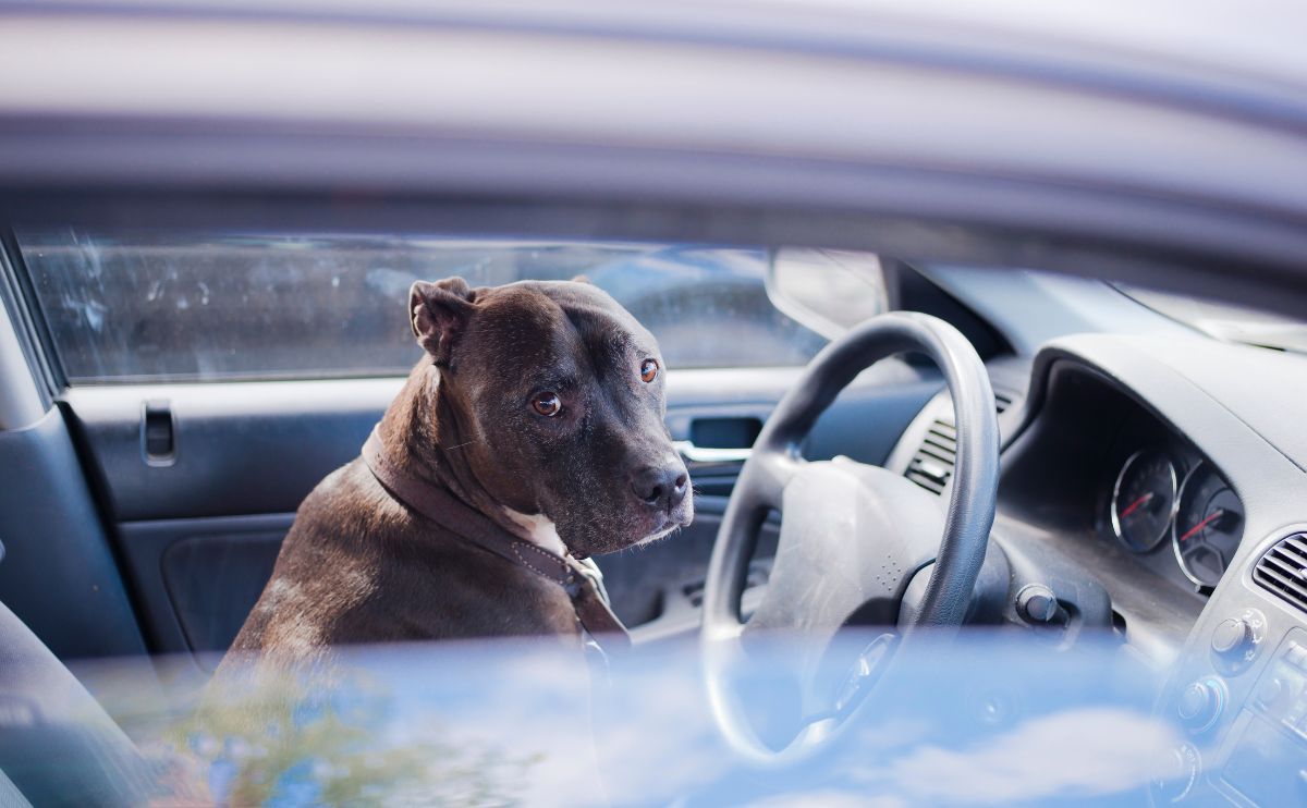 Dog Transport in the Car: Mistakes to Avoid