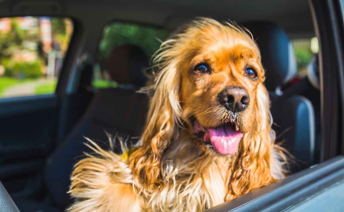 Dog Transport in the Car: Everything You Need to Know for a Peaceful Journey with Your Dog