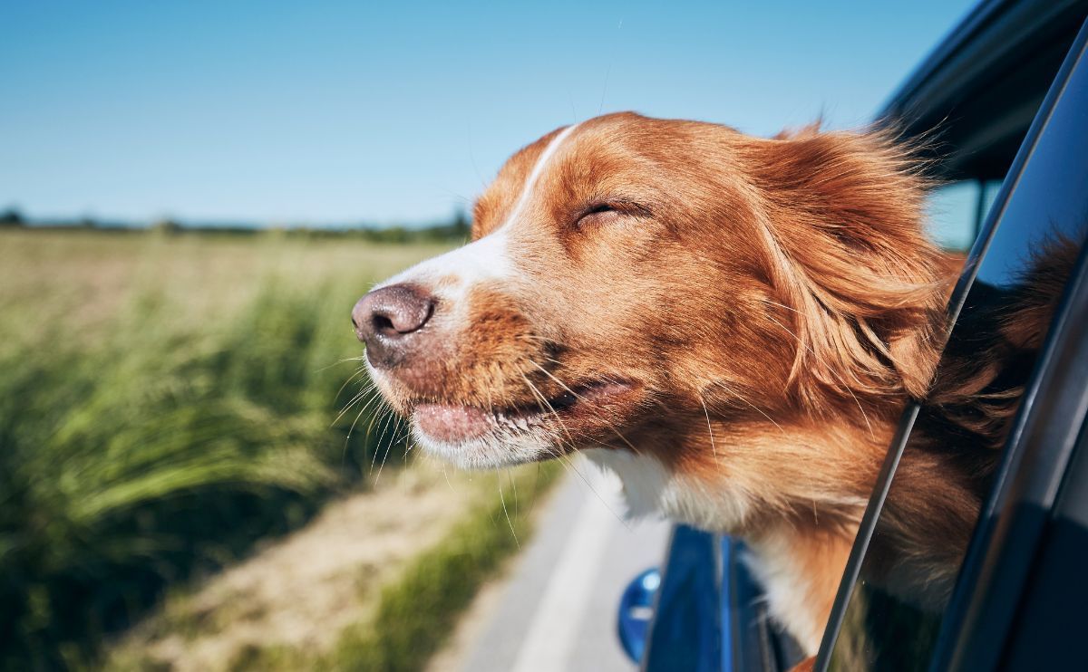 Transporting Your Dog in the Car: How to Travel Safely with Your Dog?