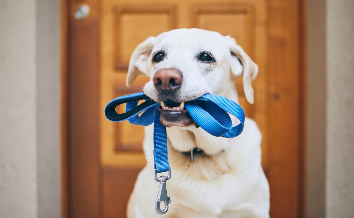 Walking Your Dog Without a Leash: Yes or No?