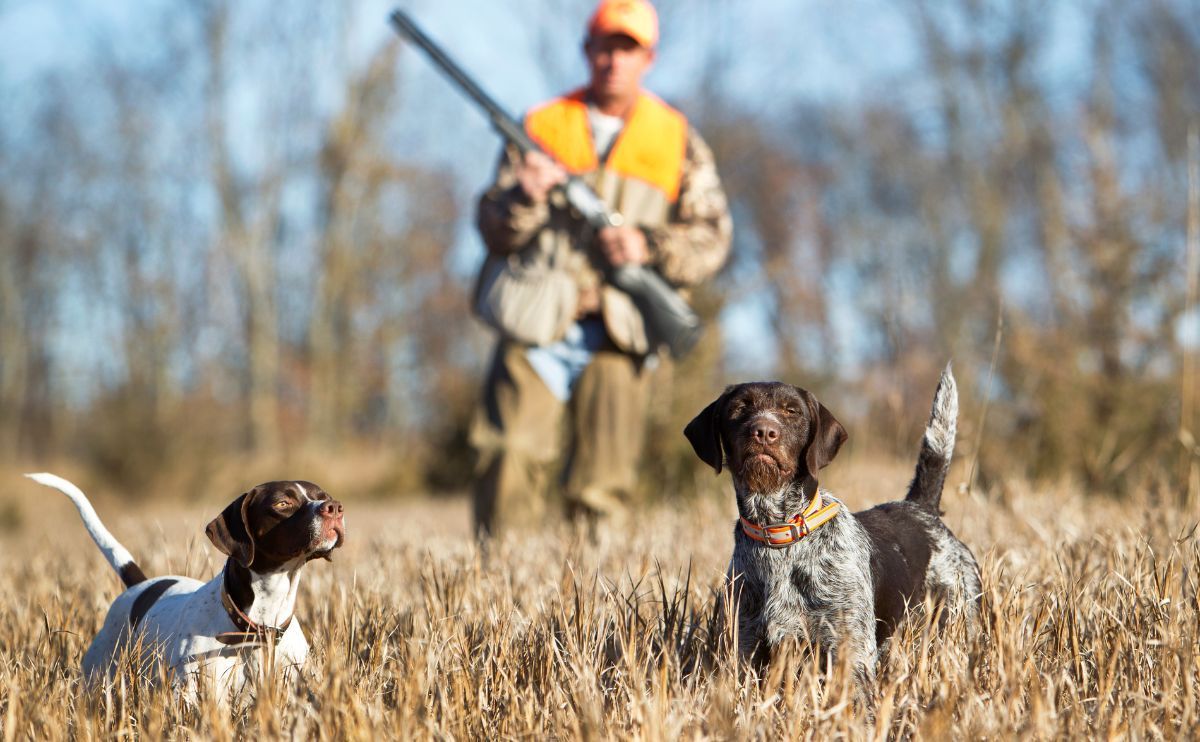 Promener son chien pendant la saison de chasse : les bons réflexes